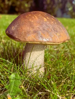 Koźlarz babka grzybnia mikoryzowa 60ml | Sklep internetowy Dom i Sad