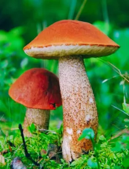 Koźlarz czerwony grzybnia mikoryzowa 60ml | Sklep online Dom i Sad