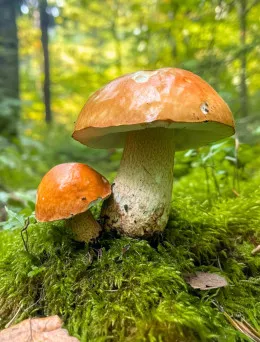 Koźlarz pomarańczowy grzybnia mikoryzowa 60ml | Sklep online Dom i Sad