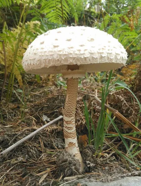 Czubajka kania grzybnia mikoryzowa 60ml | Sklep internetowy Dom i Sad