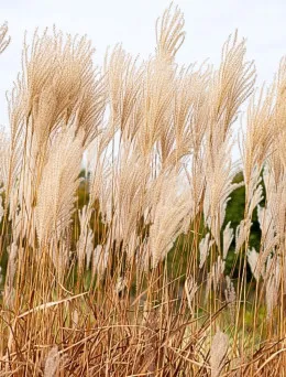 Miskant chiński Cukrowy | Dom i Sad sklep online