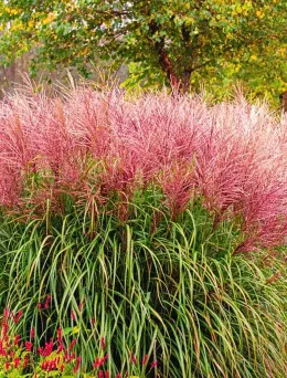 Miskant chiński Ferner Osten | Dom i Sad sklep online