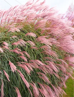 Miskant chiński Flamingo | Dom i Sad