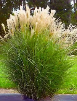 Miskant chiński Graziella