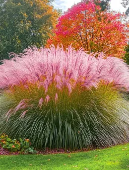 Miskant chiński Krater