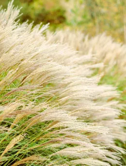 Miskant chiński Malepartus