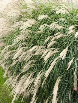 Miskant chiński Silberfeder | Dom i Sad sklep online