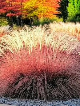 Miskant chiński Sioux