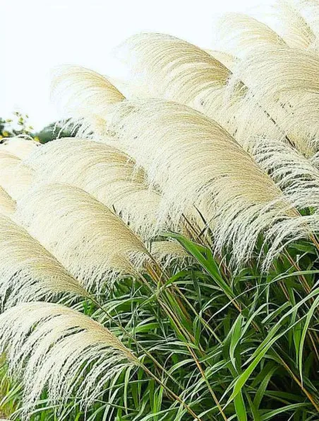 Miskant chiński Silver Charm® | Sklep online Dom i Sad