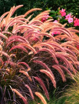 Rozplenica japońska Flamingo