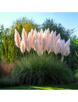 Trawa pampasowa Pink Feather | Dom i Sad sklep online