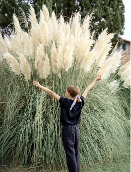 Trawa pampasowa biała (Cortaderia selloana) | Sklep Ogrodniczy Online