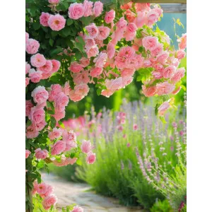 Róża pnąca Rose de Tolbiac Kordes – duża sadzonka| Dom i Sad