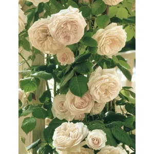 Róża pnąca Uetersener Klosterrose Tantau sadzonka | DomiSad