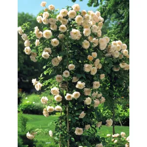 Róża pnąca Uetersener Klosterrose Tantau sadzonka | DomiSad