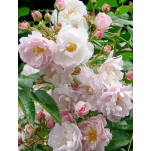 Róża pnąca Sweet Siluetta Kordes – sadzonka róż | Dom i Sad