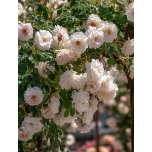 Róża pnąca Sweet Siluetta Kordes – sadzonka róż | Dom i Sad