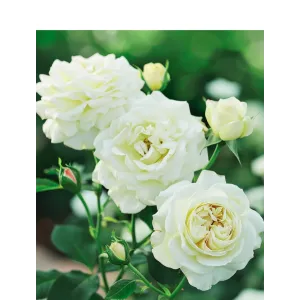 Róża wielkokwiatowa Piano Tantau – duża sadzonka | Dom i Sad