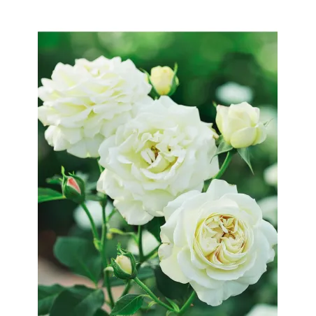 Róża wielkokwiatowa Piano Tantau – duża sadzonka | Dom i Sad