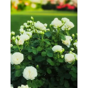 Róża wielkokwiatowa Piano Tantau – duża sadzonka | Dom i Sad