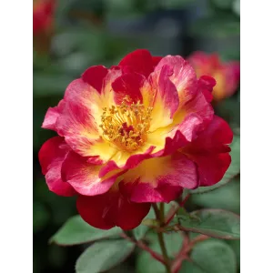 Róża rabatowa Summer of Love Kordes – sadzonka | Dom i Sad