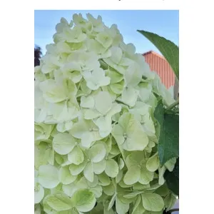 Hortensja bukietowa Mojito | Dom i Sad Sklep Ogrodniczy Online