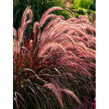 Rozplenica purpurowa Rubrum