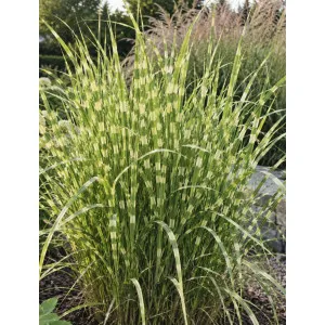 Miskant chiński/Miscanthus sinensis Zebrinus |Domisad.pl sklep online