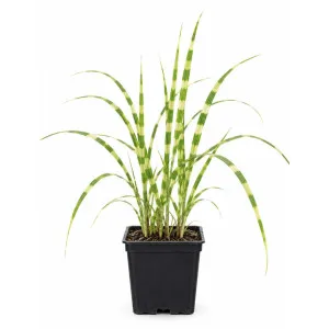 Miskant chiński/Miscanthus sinensis Zebrinus |Domisad.pl sklep online