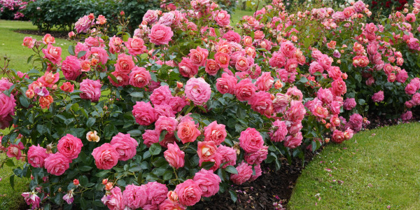 Odkryj sadzonki Róż w Dom i Sad: Twój Kompleksowy Przewodnik