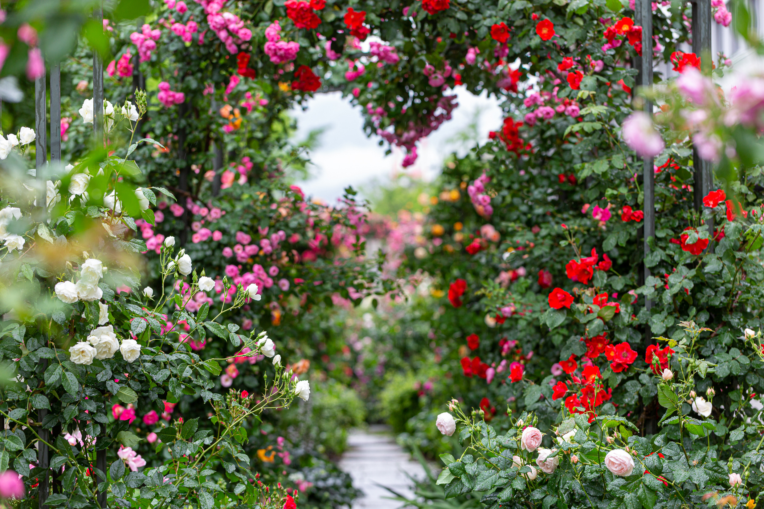 Odkryj sadzonki Róż w Dom i Sad: Twój Kompleksowy Przewodnik